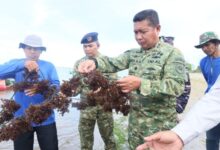 Dankodaeral VI Panen Raya Rumput Laut di Lokasi Ketahanan Pangan Kodaeral VI di Punaga Takalar