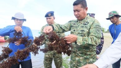 Dankodaeral VI Panen Raya Rumput Laut di Lokasi Ketahanan Pangan Kodaeral VI di Punaga Takalar