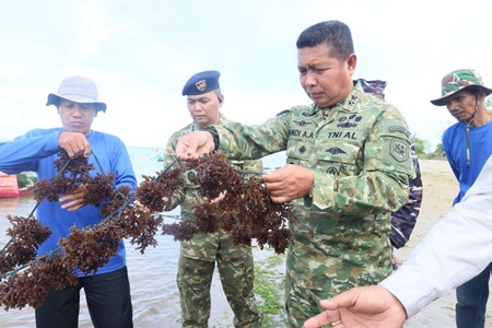 Dankodaeral VI Panen Raya Rumput Laut di Lokasi Ketahanan Pangan Kodaeral VI di Punaga Takalar