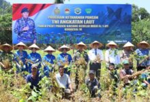 Peringati HUT Ke-80 TNI Tahun 2025, Kodaeral VI Gelar Panen Perdana Kacang Kedelai MIGO AL1-89 di Kab. Maros