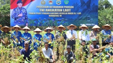 Peringati HUT Ke-80 TNI Tahun 2025, Kodaeral VI Gelar Panen Perdana Kacang Kedelai MIGO AL1-89 di Kab. Maros