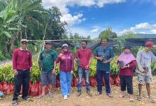 DLHK Sulsel Serahkan Bantuan Bibit MPTS di 22 Wilayah Kerja KPH