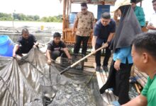 Panen Perdana di Maccini Sombala, Wali Kota Makassar Harap Budidaya Ikan Berkelanjutan di Makassar