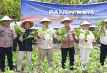 Pemkot Palu Dukung Program Ketahanan Pangan Pemasyarakatan melalui Panen Raya Serentak di Sigi