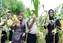 Aliyah Mustika Ilham Hadiri Panen Raya di Lapas Kelas I Makassar, Dukung Pembinaan Kemandirian Warga Binaan