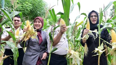 Aliyah Mustika Ilham Hadiri Panen Raya di Lapas Kelas I Makassar, Dukung Pembinaan Kemandirian Warga Binaan
