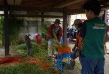 Petani Desa Binaan LAZ Hadji Kalla Raup Rp4 Juta per Bulan, Panen Naik Hingga 60 Persen
