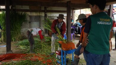 Petani Desa Binaan LAZ Hadji Kalla Raup Rp4 Juta per Bulan, Panen Naik Hingga 60 Persen