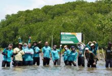 CSR KALLA Aksi Mangrove Lestari Tekolabbua Resmi Ditetapkan sebagai Kawasan Konservasi Pesisir Pangkep