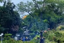 Waspada Pohon Tumbang, Warga Makassar Diminta Hubungi DLH Lewat Nomor Ini