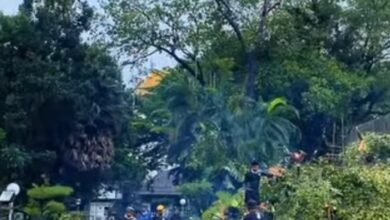 Waspada Pohon Tumbang, Warga Makassar Diminta Hubungi DLH Lewat Nomor Ini