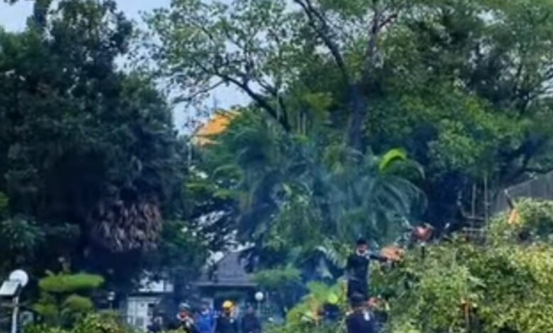 Waspada Pohon Tumbang, Warga Makassar Diminta Hubungi DLH Lewat Nomor Ini