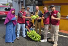 Wujudkan Ketahanan Pangan, Kelurahan Bitowa Panen Pisang Cavendish di Lahan Urban Farming