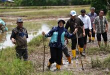 Respons Aspirasi Warga, Wali Kota Makassar Gelontorkan Rp4 Miliar untuk Perbaikan Jalan Berlumpur di Romang Tangayya