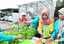 CSR Pertamina, Program Hidroponik Dukung Inisiatif Green Terminal Tanjung Sekong