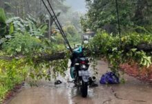 Pemuda Bontocani Tewas Tersengat Kabel Listrik yang Melintang di Jalan Usai Tertimpa Pohon Pinus