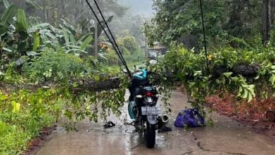 Pemuda Bontocani Tewas Tersengat Kabel Listrik yang Melintang di Jalan Usai Tertimpa Pohon Pinus