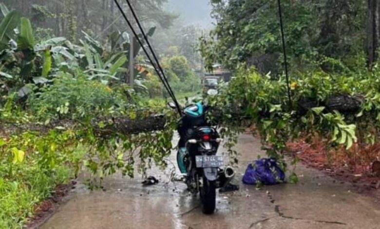 Pemuda Bontocani Tewas Tersengat Kabel Listrik yang Melintang di Jalan Usai Tertimpa Pohon Pinus