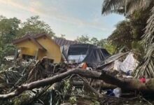 Pohon Tumbang Hantam Pesta Pernikahan di Bone, Ibu Pengantin Meninggal Dunia