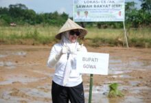 Dorong Swasembada Pangan, Bupati Gowa Optimalkan Program Cetak Sawah Rakyat