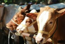 Sulsel Dapat 25 Sapi Kurban dari Presiden, Karo Kesra Pemprov: Berasal dari Peternak Lokal