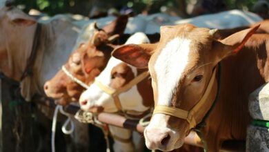 Sulsel Dapat 25 Sapi Kurban dari Presiden, Karo Kesra Pemprov: Berasal dari Peternak Lokal