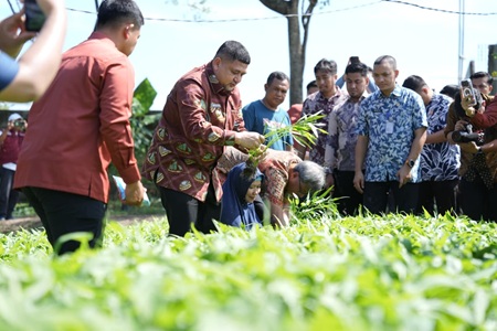 Wali Kota Makasar Tinjau Urban Farming di Tamalate dan Wajo, Targetkan Kemandirian Pangan Bagi Warga