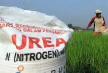 Petani Cani Sirengreng Kecewa, Pupuk Sudah Dibayar Sejak 2025 Belum Juga Disalurkan