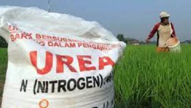 Petani Cani Sirengreng Kecewa, Pupuk Sudah Dibayar Sejak 2025 Belum Juga Disalurkan