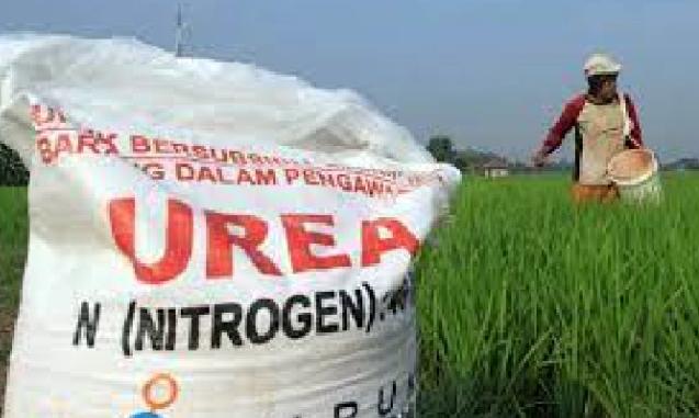 Petani Cani Sirengreng Kecewa, Pupuk Sudah Dibayar Sejak 2025 Belum Juga Disalurkan