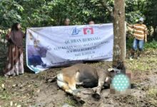 KM Bulukumba Salurkan 13 Sapi Kurban ke Pelosok Desa pada Iduladha 1447 H