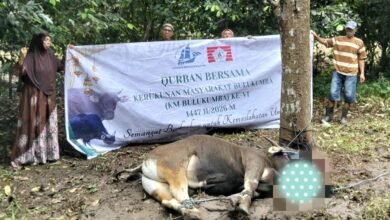 KM Bulukumba Salurkan 13 Sapi Kurban ke Pelosok Desa pada Iduladha 1447 H