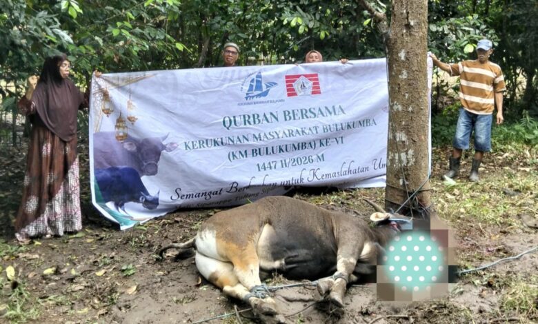 KM Bulukumba Salurkan 13 Sapi Kurban ke Pelosok Desa pada Iduladha 1447 H