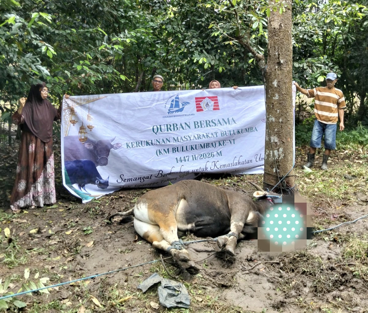 KM Bulukumba Salurkan 13 Sapi Kurban ke Pelosok Desa pada Iduladha 1447 H