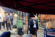 Pemkot Makassar Distribusikan 7.261 Sapi dan 402 Kambing Kurban, Appi: Disalurkan Harus Jujur dan Adil