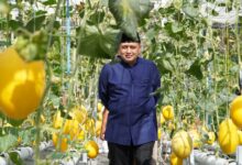 urban farming Bukit Baruga,
